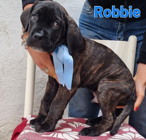 Robbie Cucciolo Mix Corso